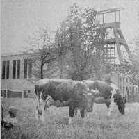 Zeche Brassert Idyllische Lage von Schacht 3 im Jahr 1953